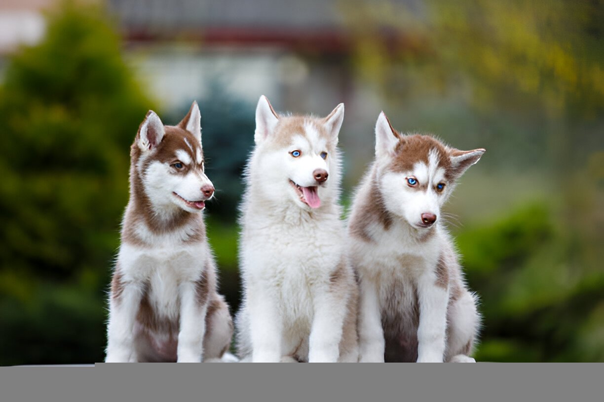 Siberian Husky puppies for sale
