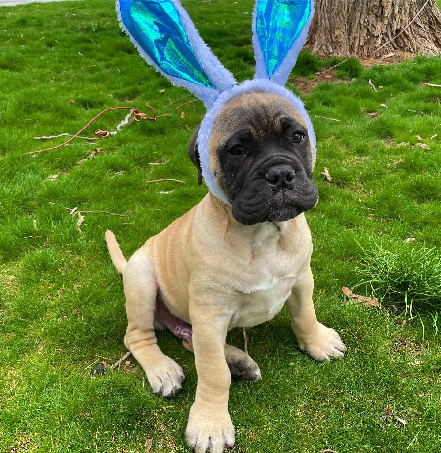 Bullmastiff puppies for sale