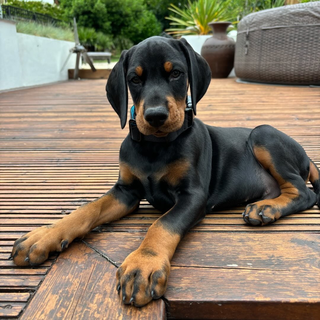 Doberman Pinscher puppies for sale