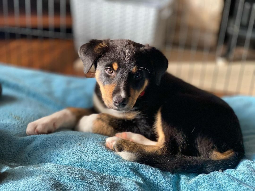 Border Collie puppies for sale