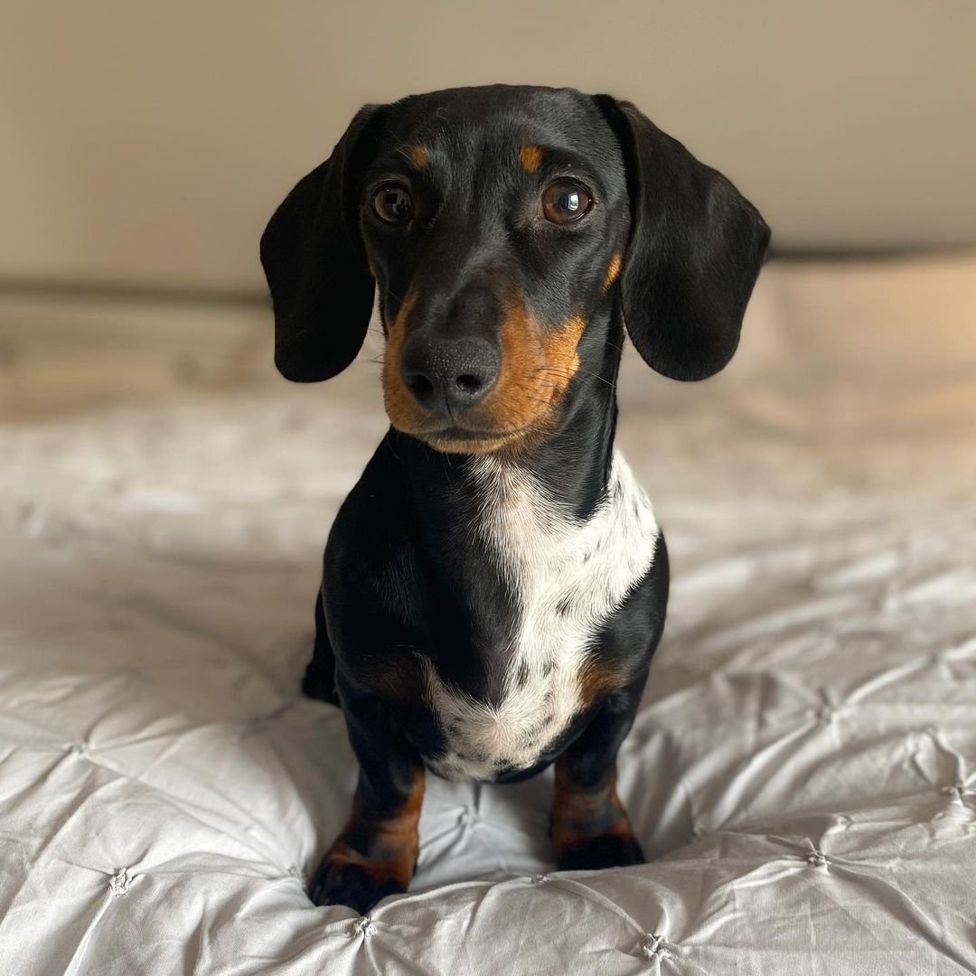 Dachshund Puppies for Sale