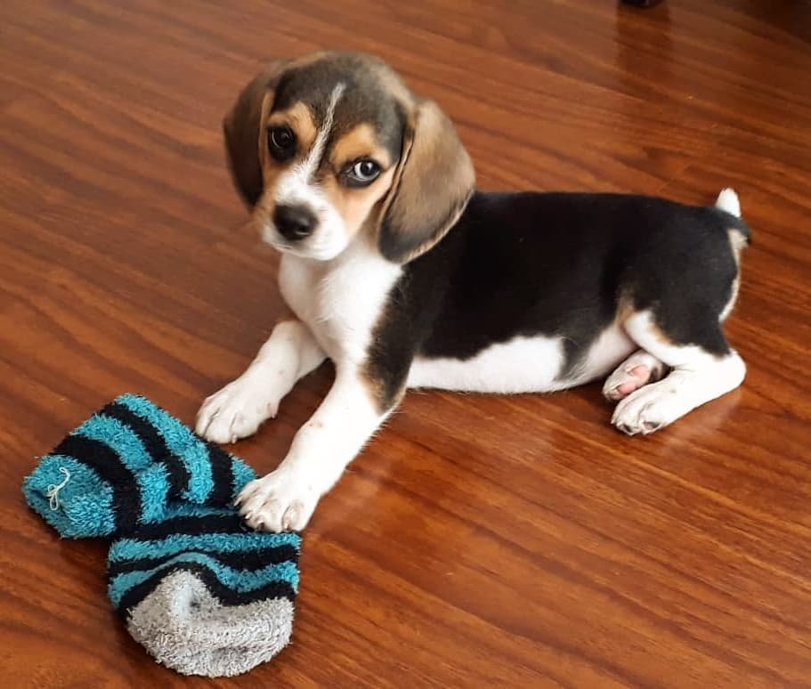 Beagle puppies for sale