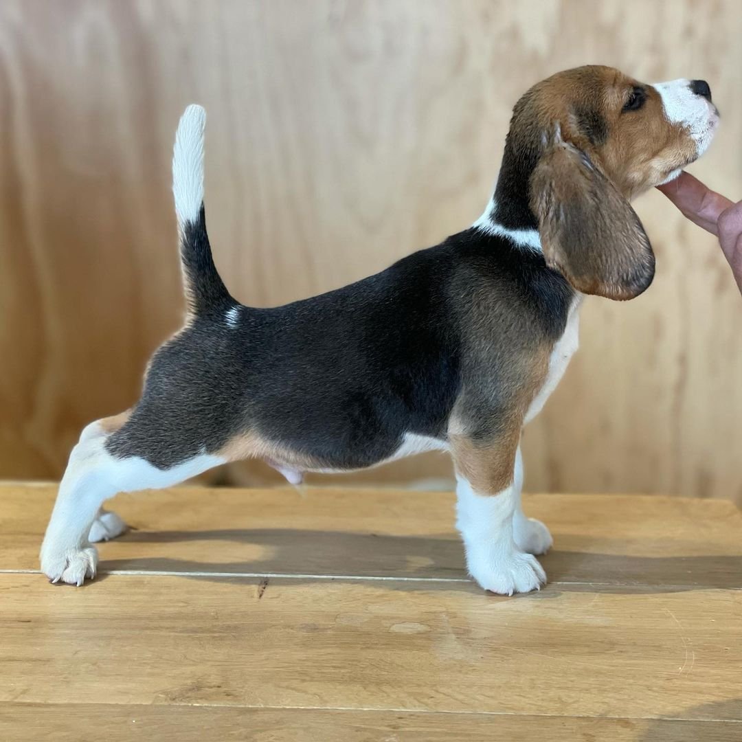 Beagle puppies for sale