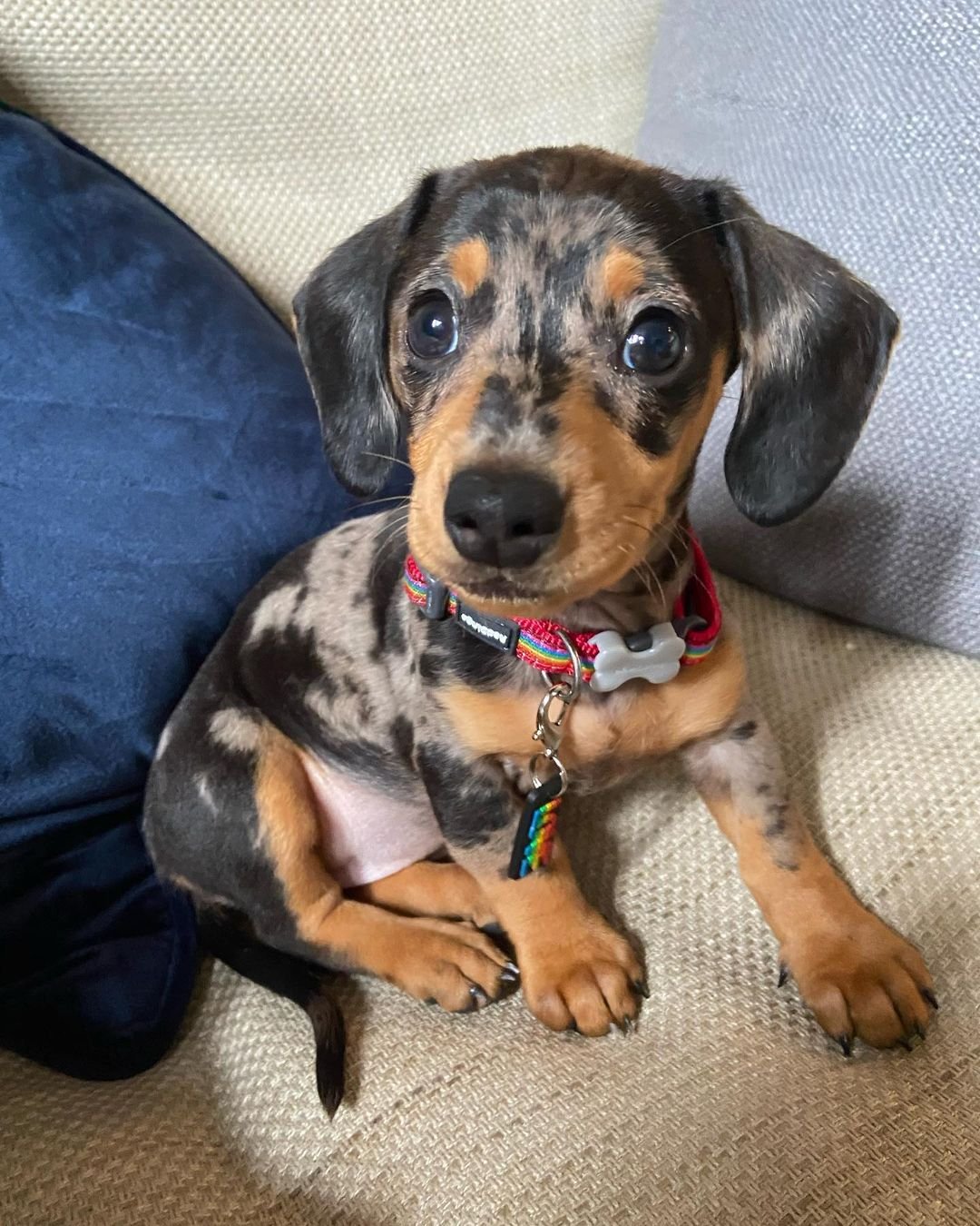 Dachshund Puppies for Sale