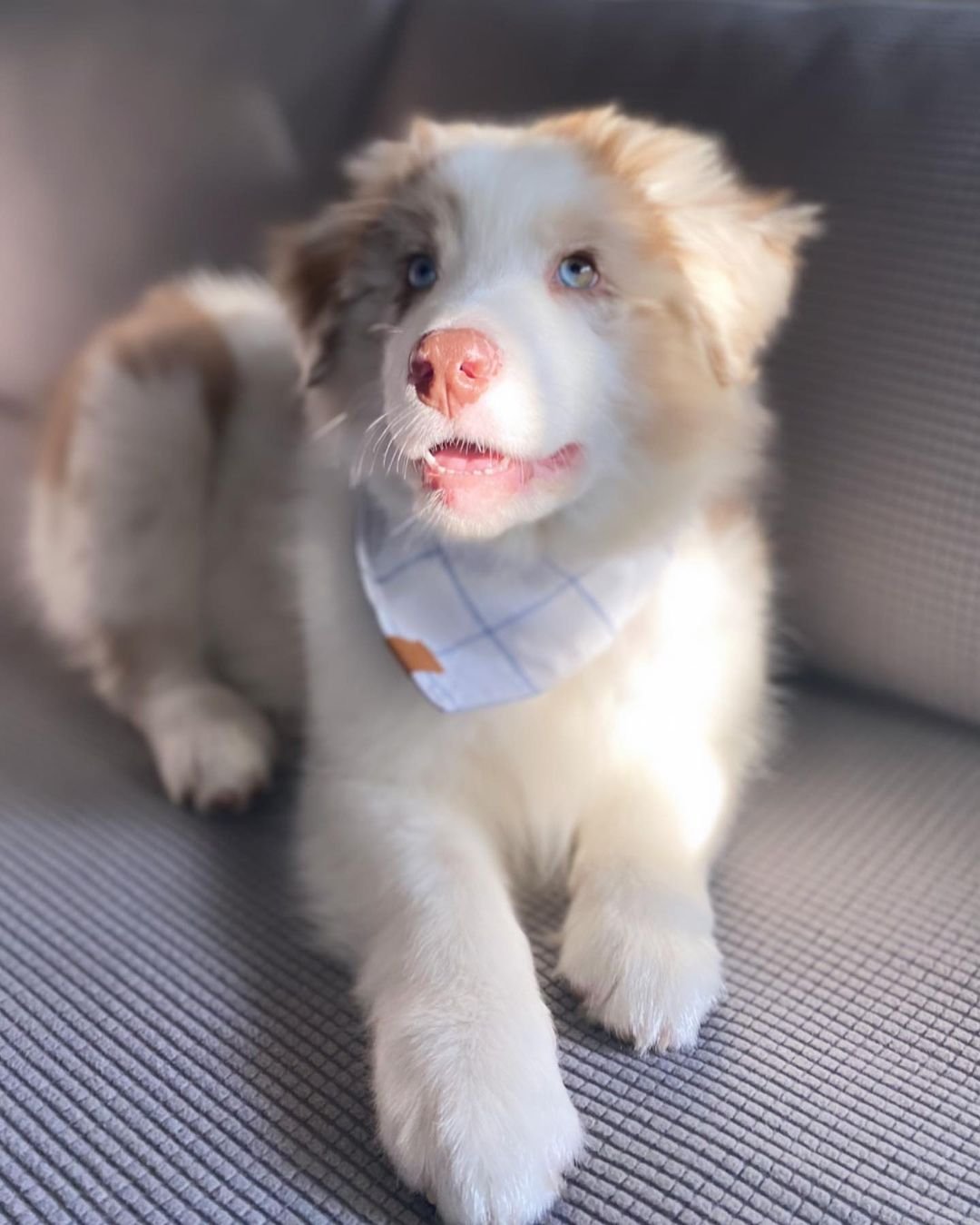 australian shepherd puppies for sale