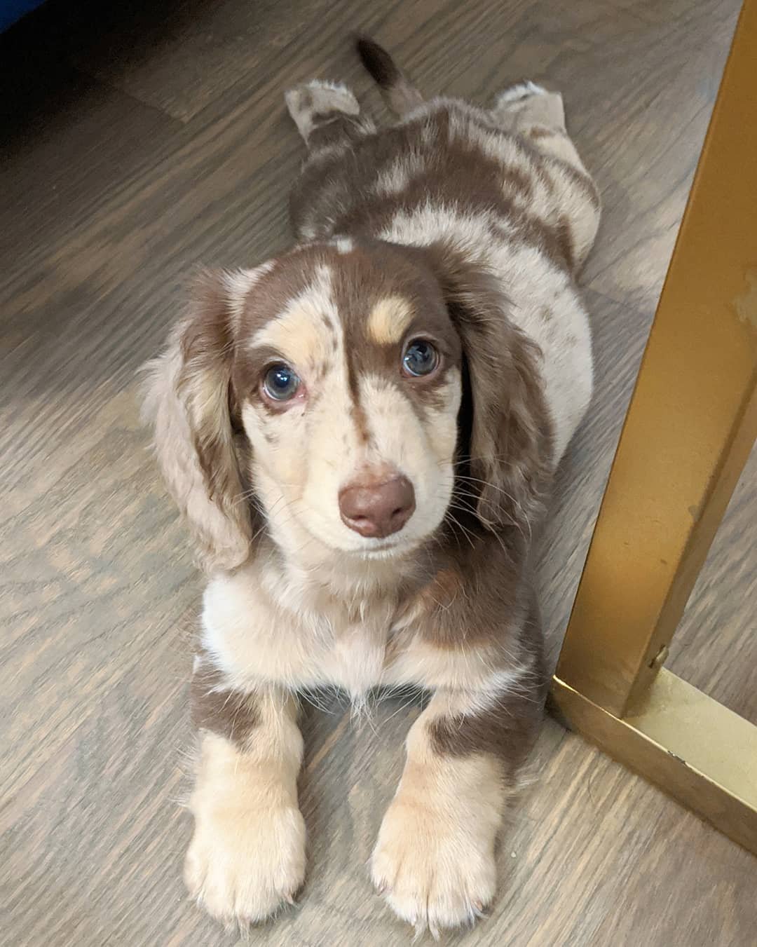 Dachshund Puppies for Sale