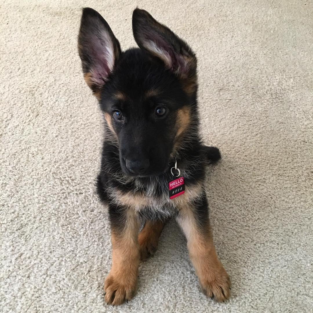 German Shepherd puppies for sale