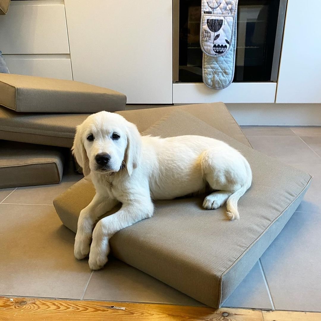 Golden Retriever puppies for sale