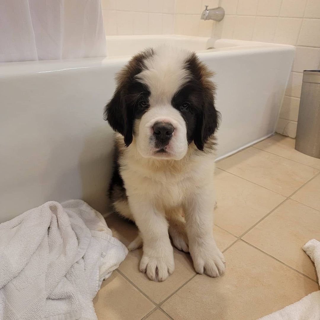 Saint Bernard Puppies for Sale