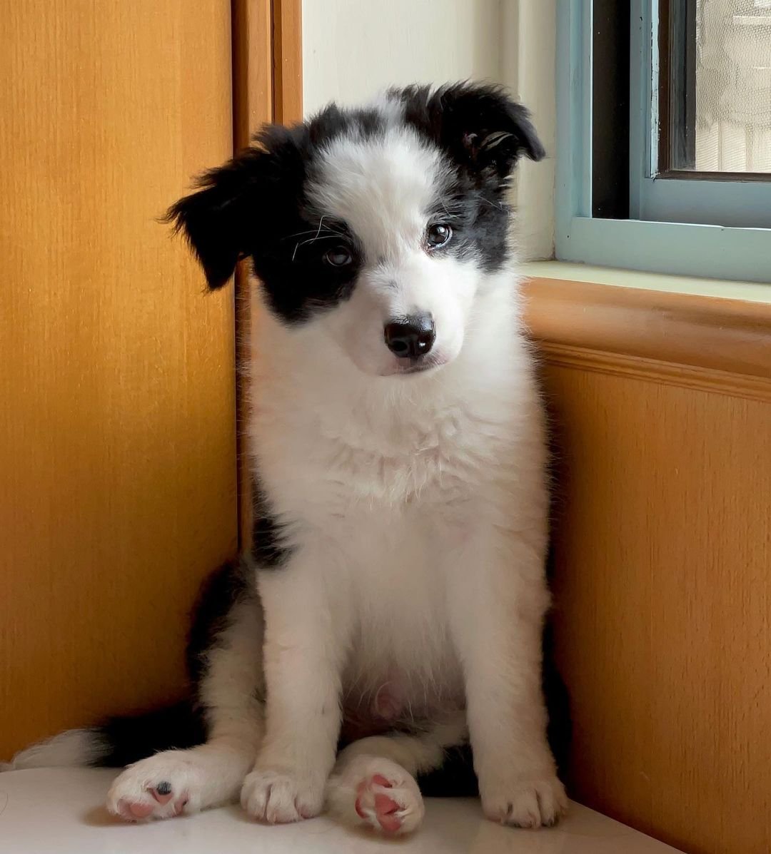 Border Collie puppies for sale