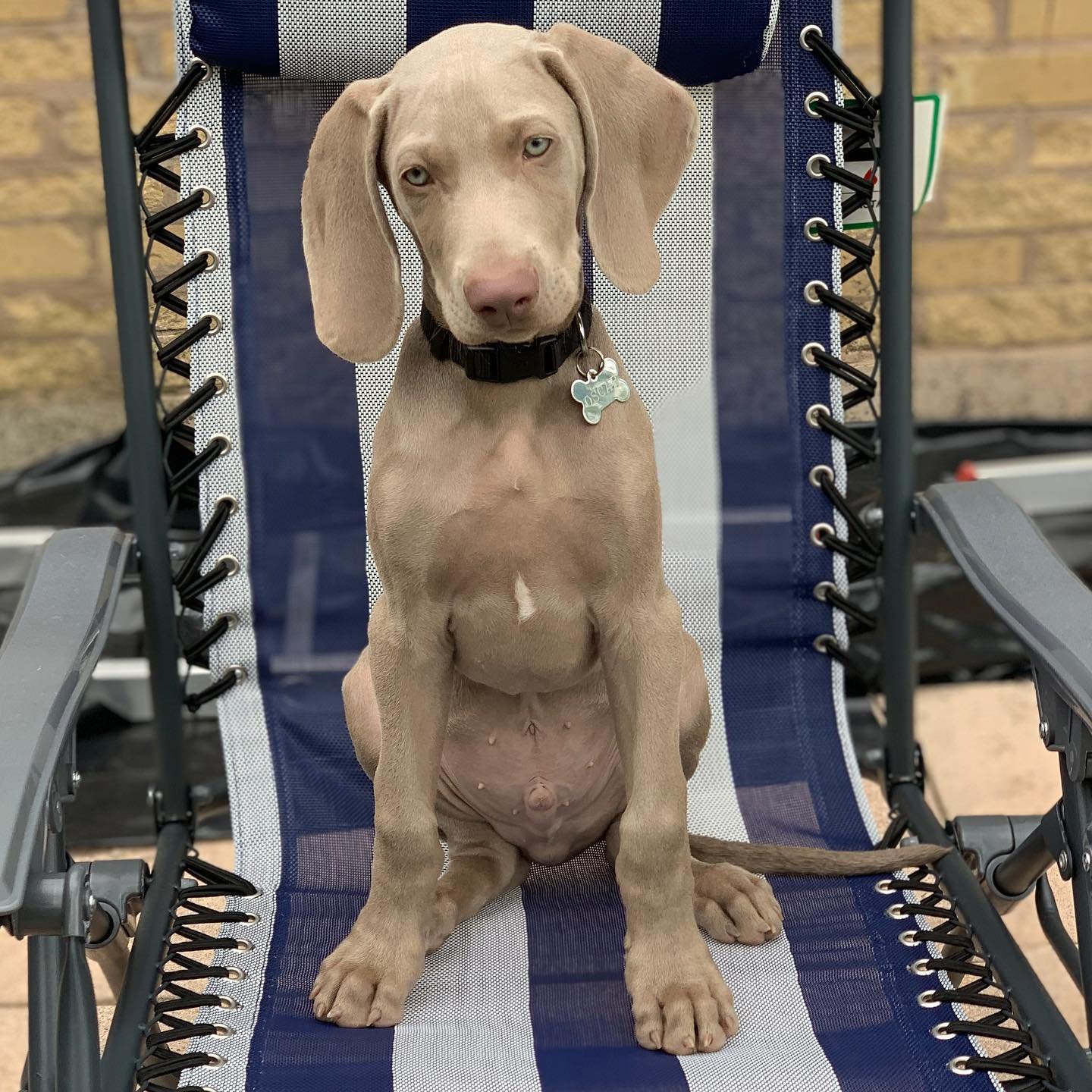 Weimaraner puppies for sale