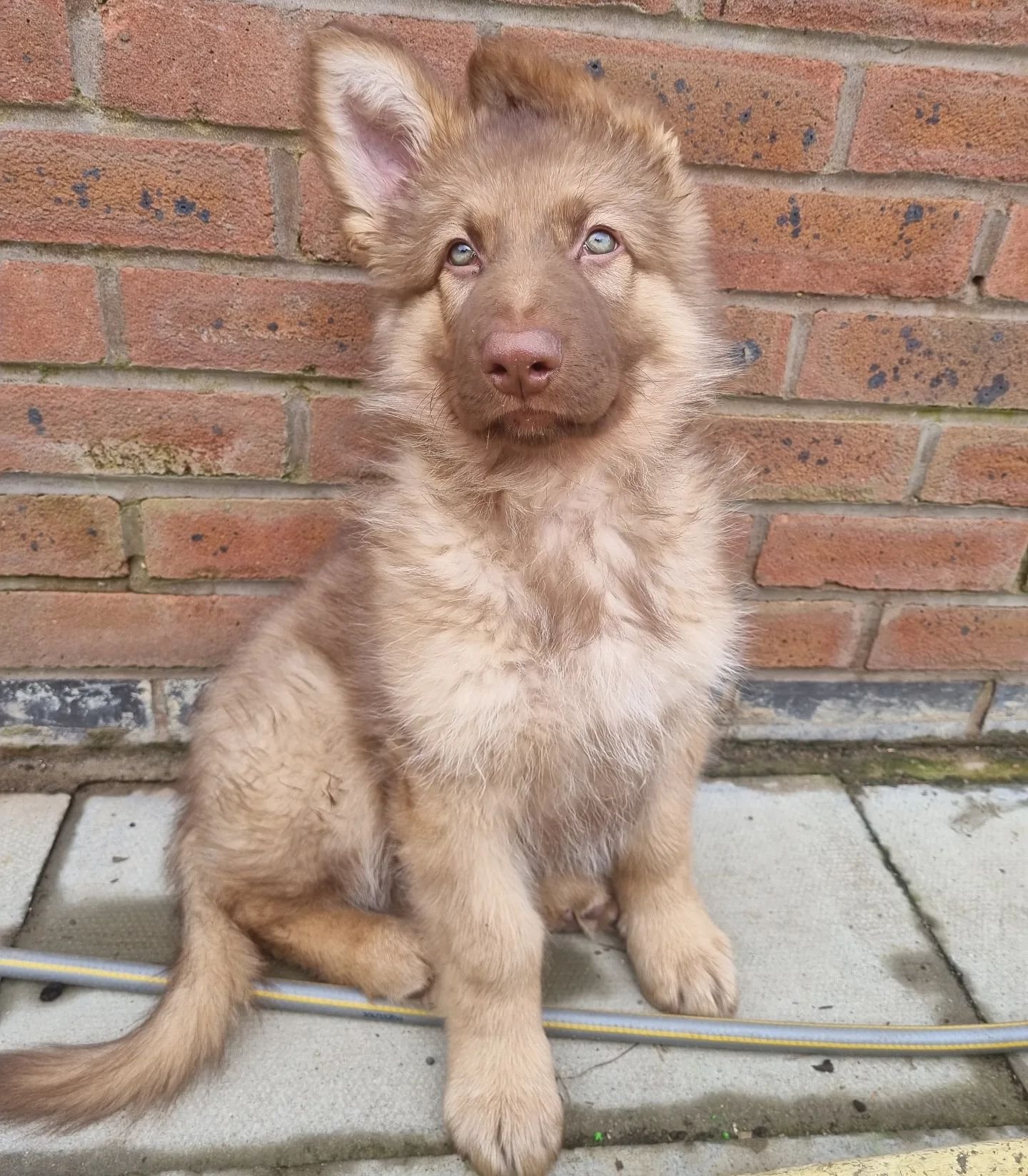 German Shepherd puppies for sale