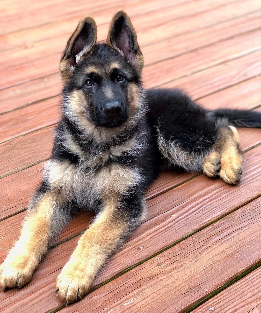 German Shepherd puppies for sale