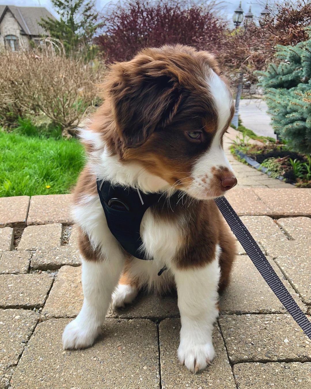 australian shepherd puppies for sale