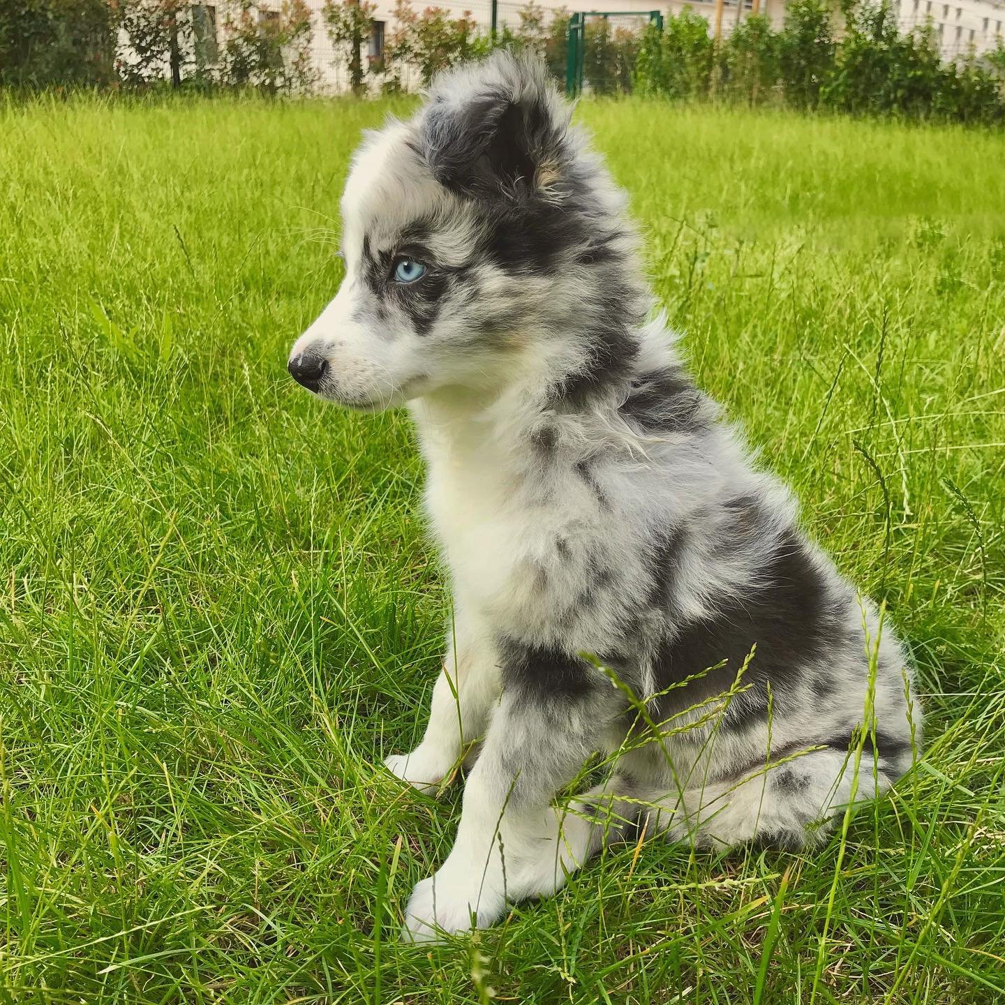 Border Collie puppies for sale