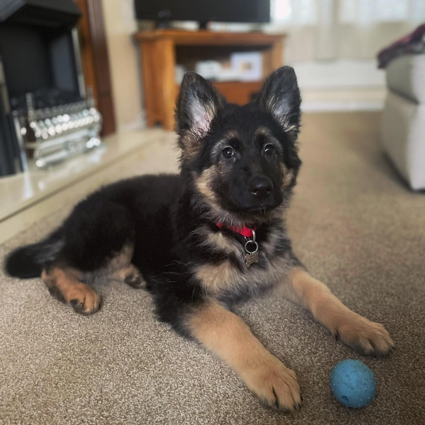 German Shepherd puppies for sale