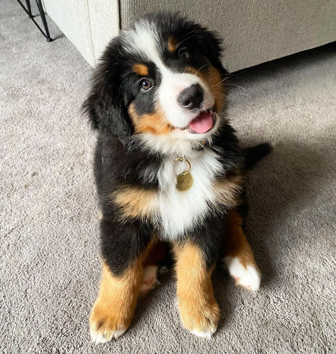 Bernese Mountain Dogs for Sale
