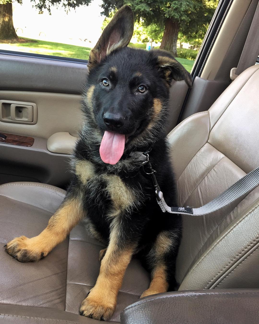 German Shepherd puppies for sale