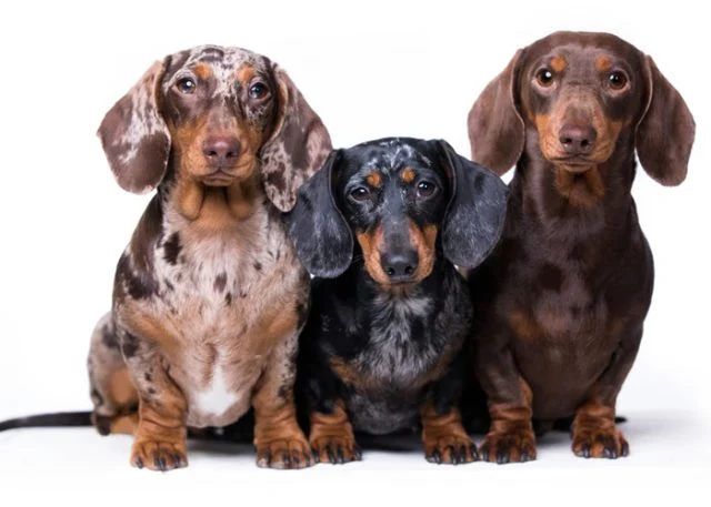 Dachshund puppies