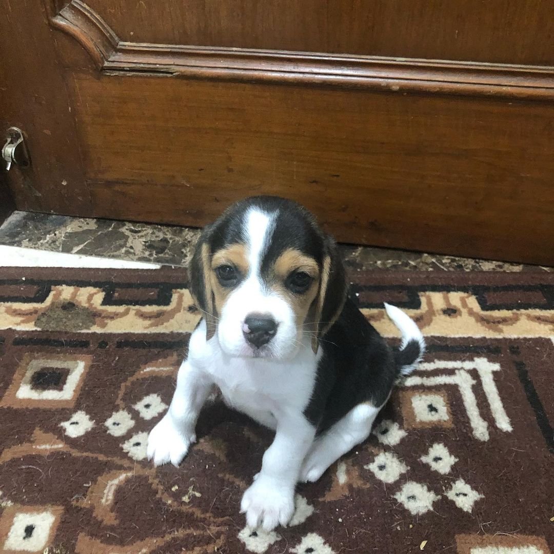 Beagle puppies for sale