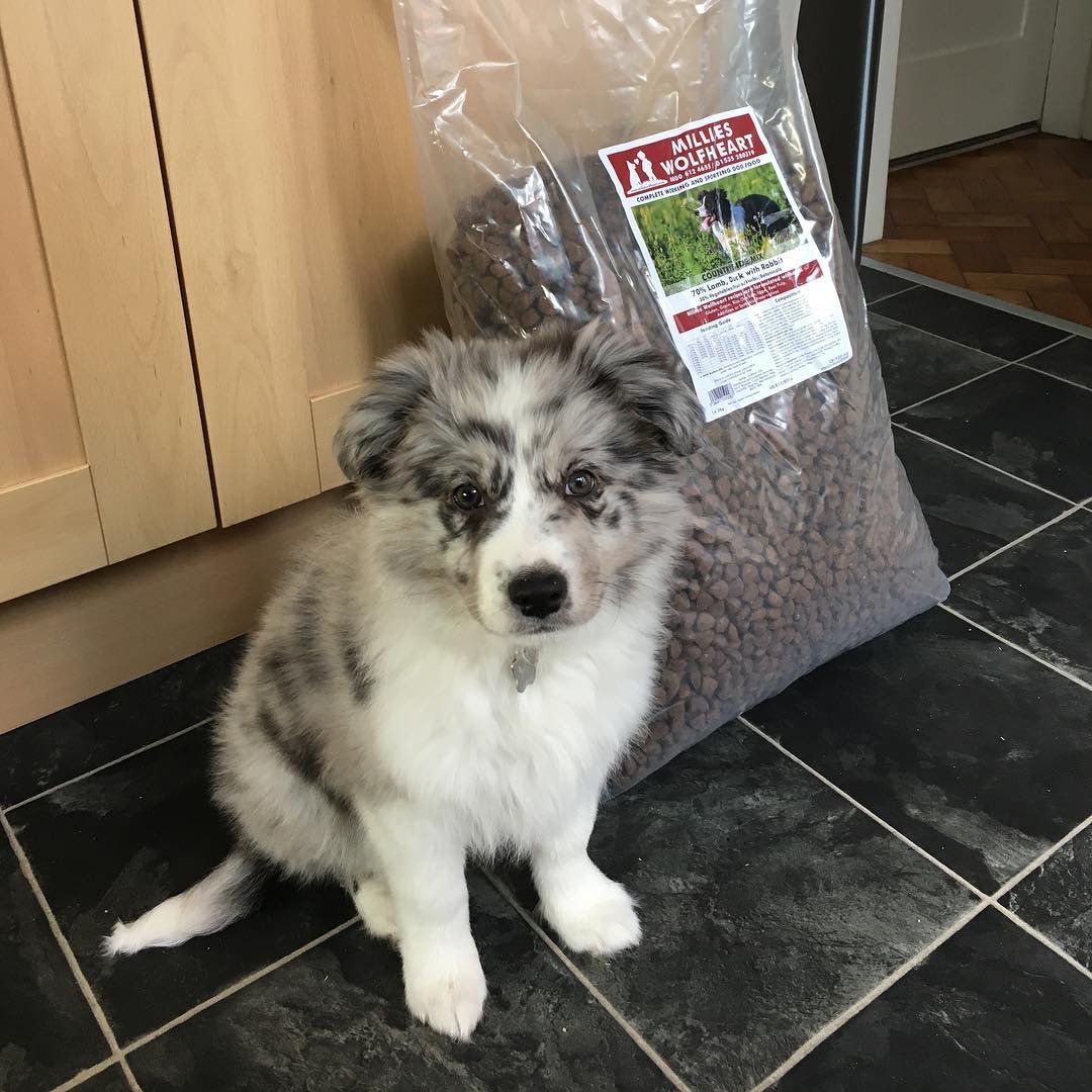 Border Collie puppies for sale
