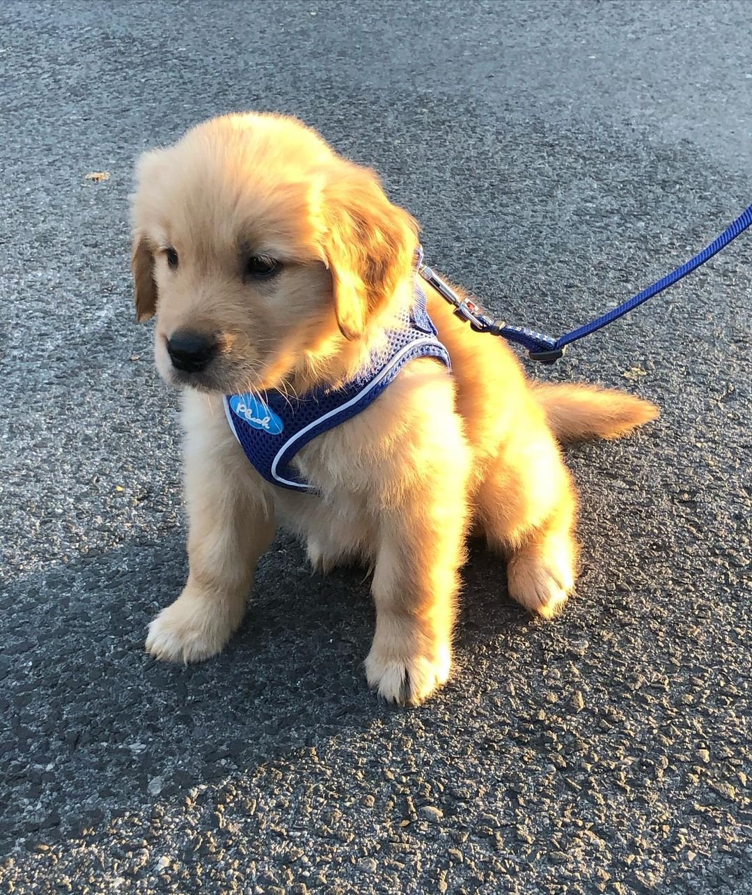 Golden Retriever puppies for sale