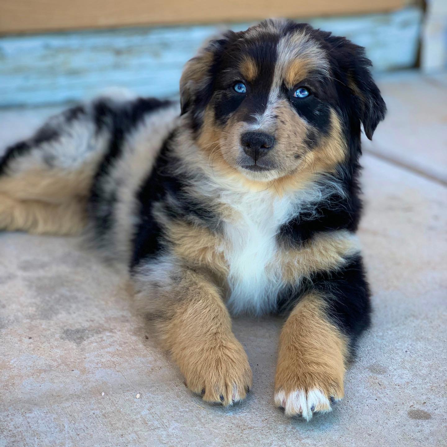 australian shepherd puppies for sale