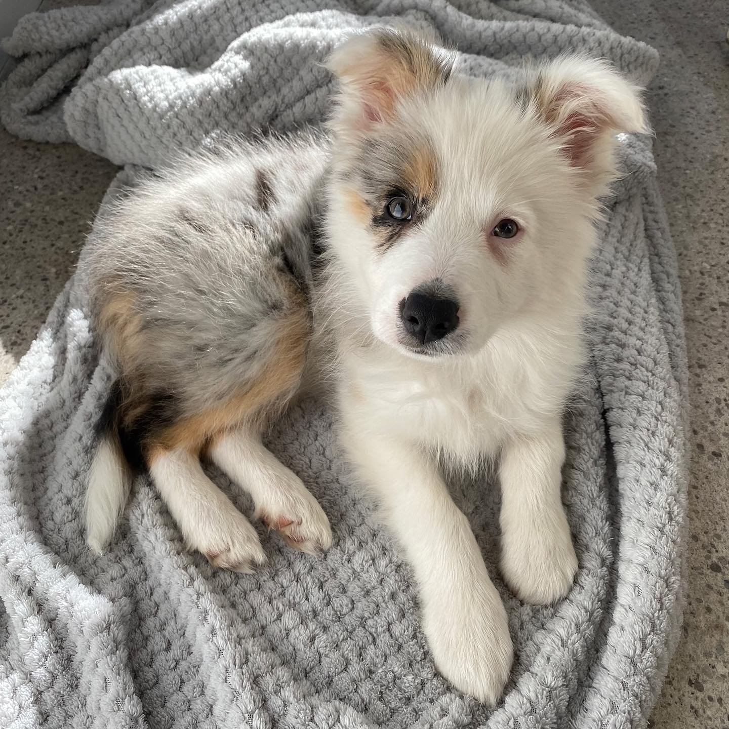 Border Collie puppies for sale