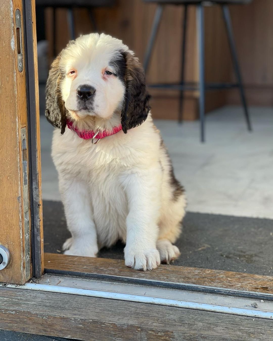 Saint Bernard Puppies for Sale