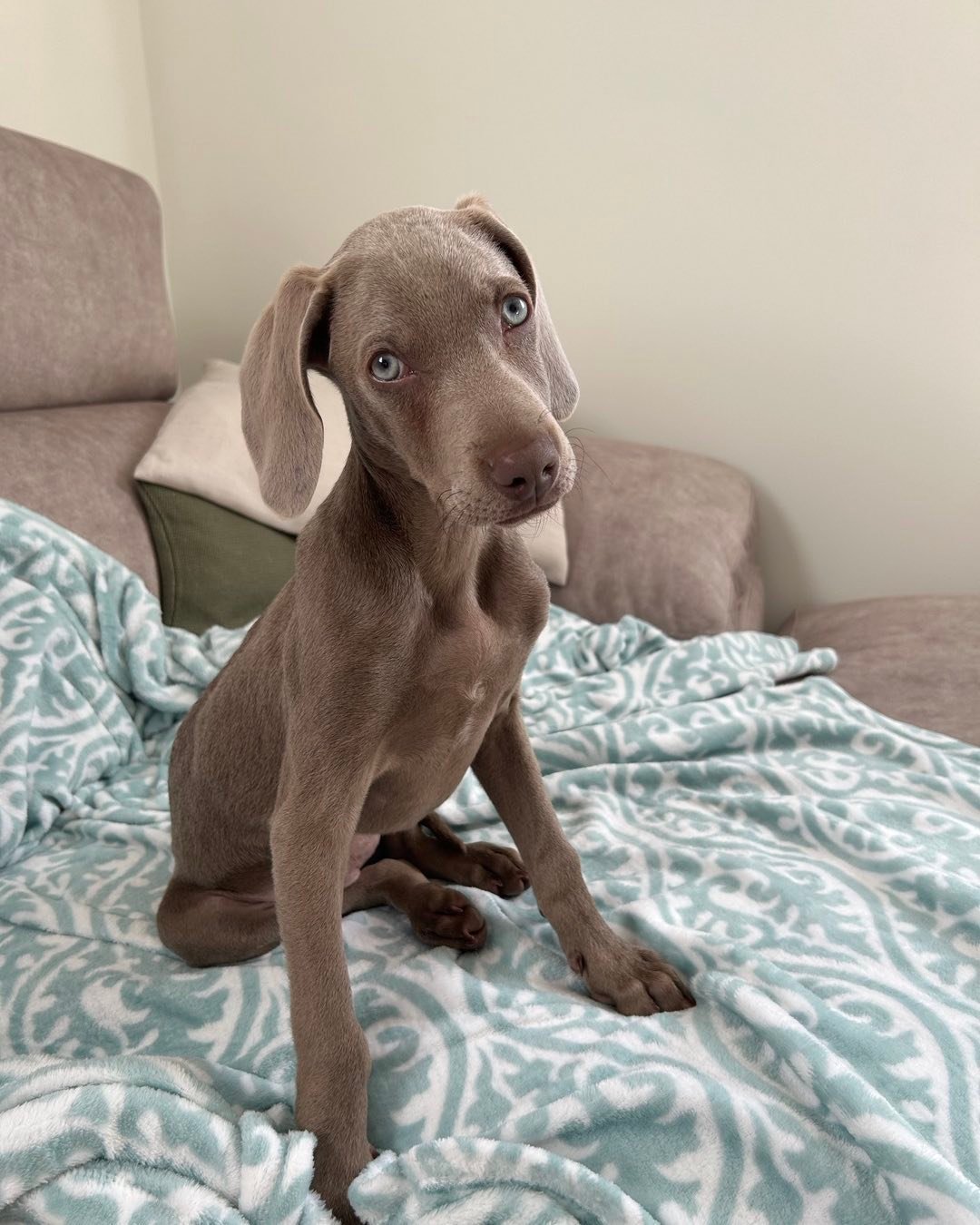 Weimaraner puppies for sale