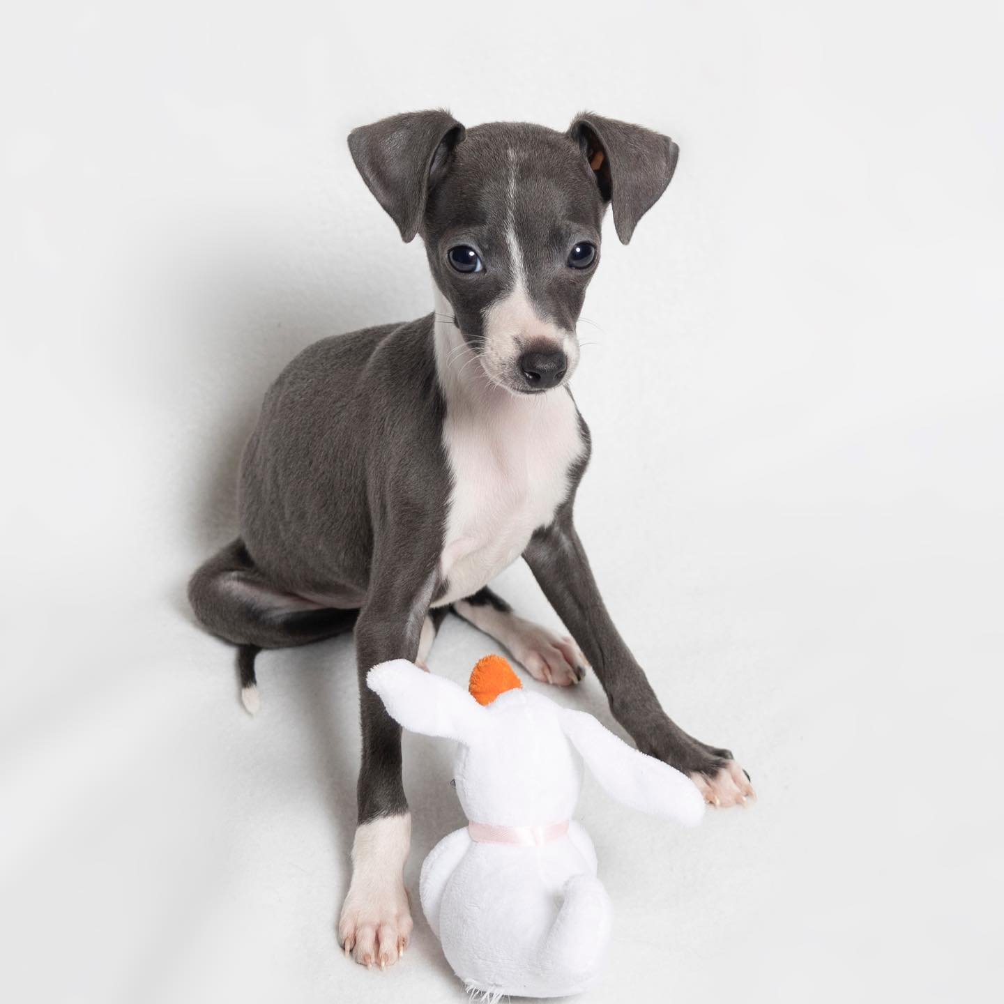 Italian Greyhound puppies for sale