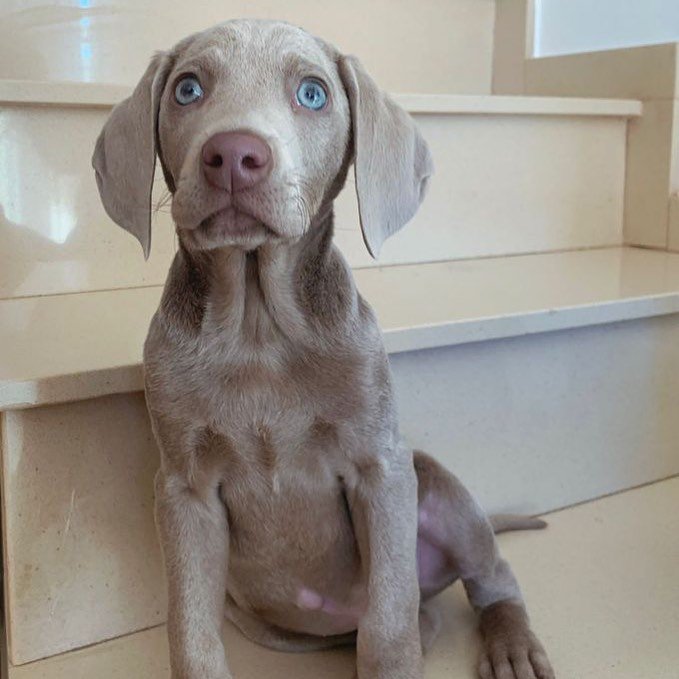 Weimaraner puppies for sale