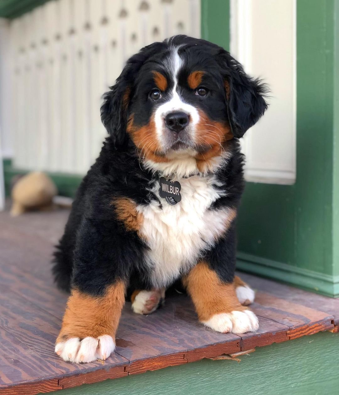 Bernese Mountain Dogs for Sale