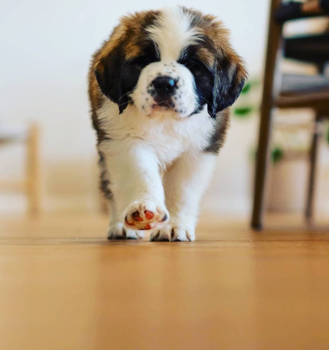 Saint Bernard Puppies for Sale