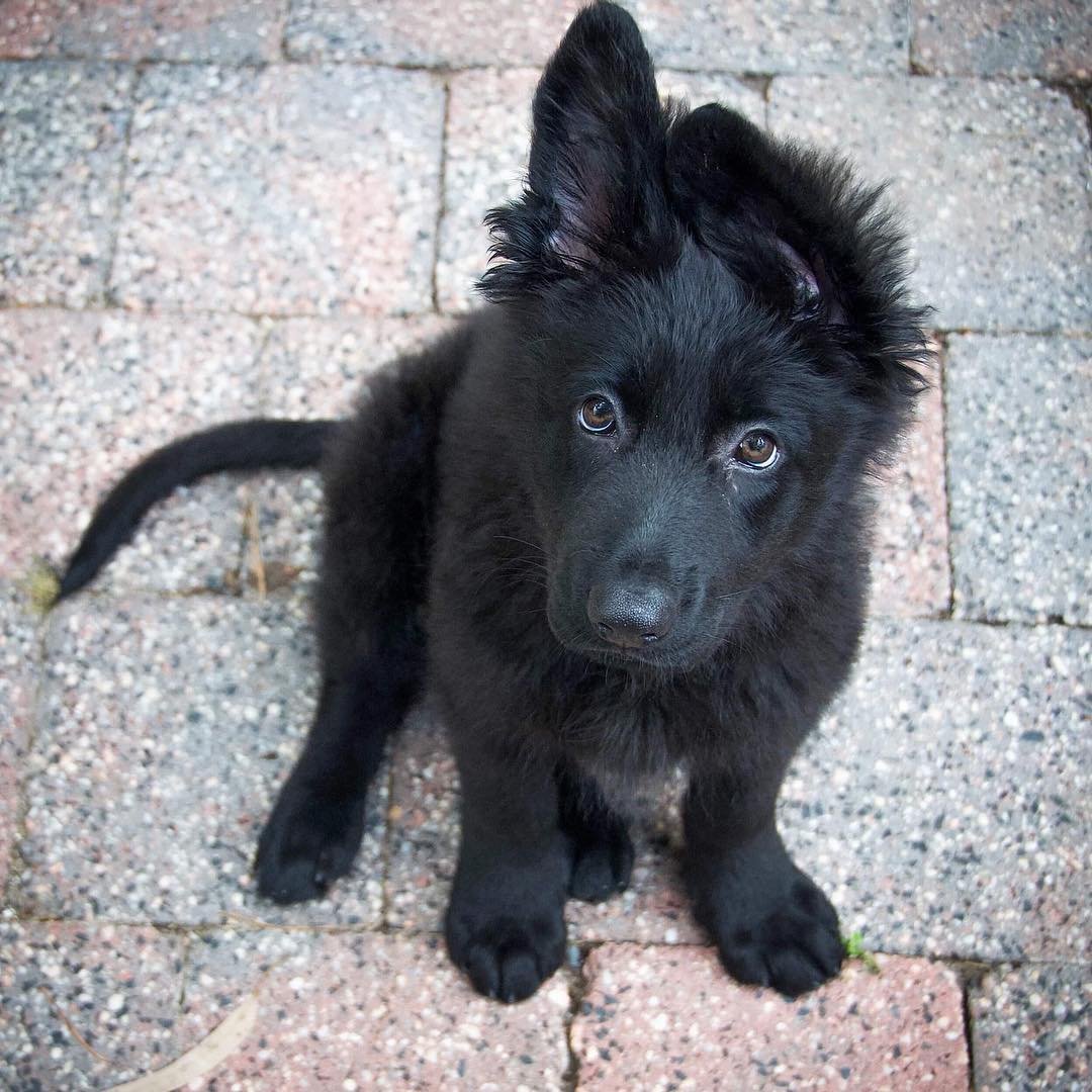German Shepherd puppies for sale