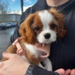 cavalier king charles spaniel puppies for sale​